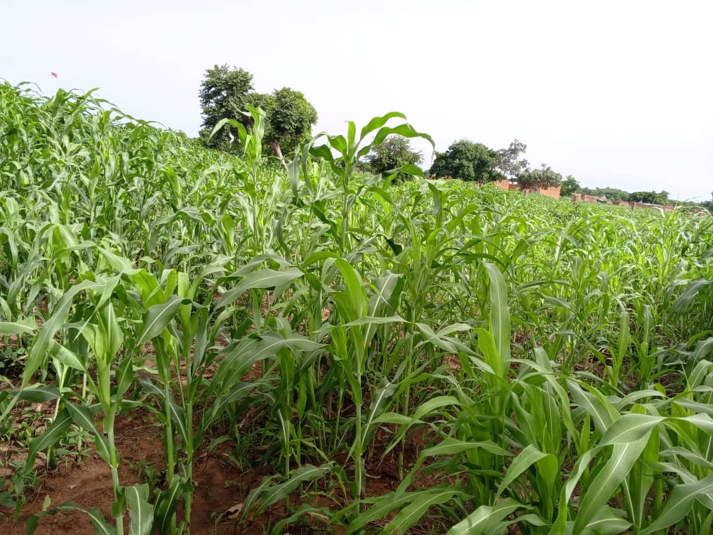 20240826_Agroforesterie_pepinieres_6.jpg