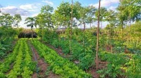 20251201_Agroforesterie_Burkina.jpg